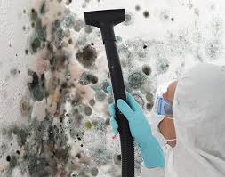 Best Mold Damage Restoration  in Gibsonton, FL